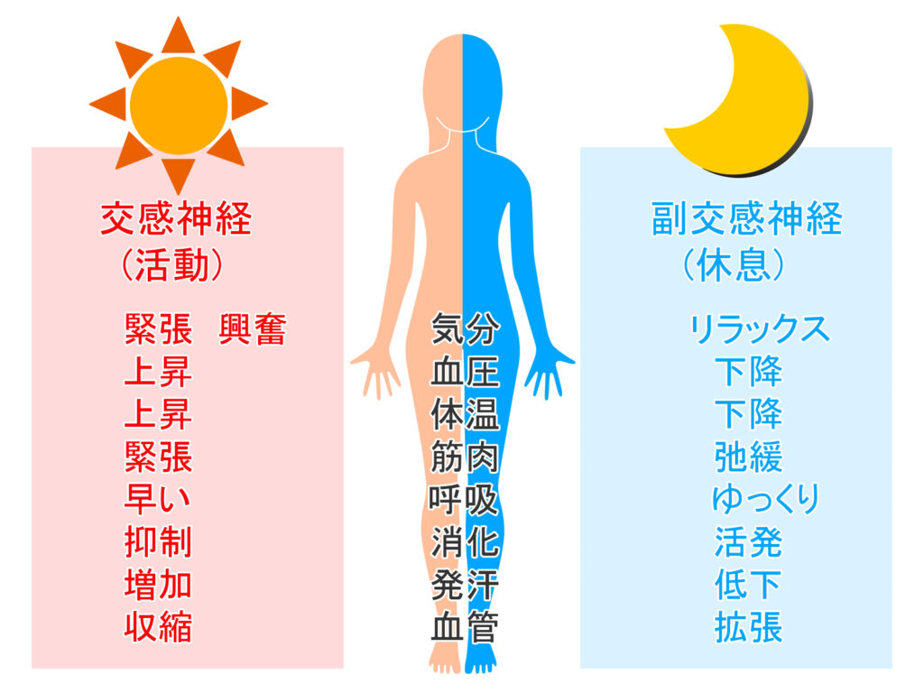 交感神経と副交感神経の図